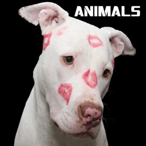 animals-cause-stellrr-insulation-austin-texas